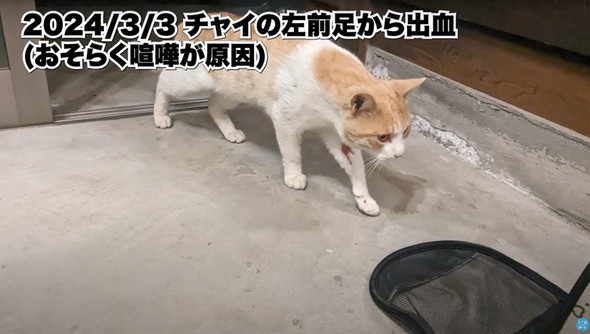 庭に遊びに来た猫ちゃんを保護