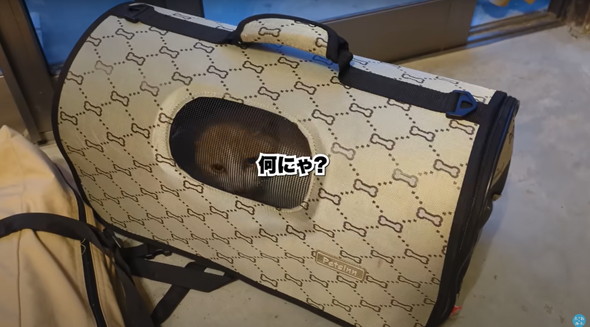 庭に遊びに来た猫ちゃんを保護