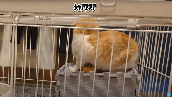 庭に遊びに来た猫ちゃんを保護