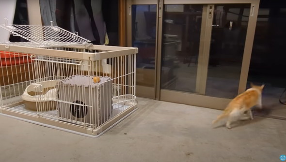 庭に遊びに来た猫ちゃんを保護