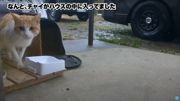 庭に遊びに来た猫ちゃんを保護