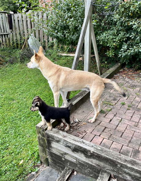 犬