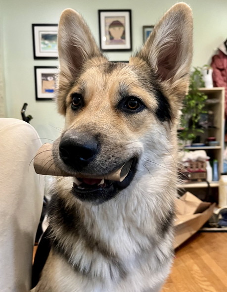 トイレットペーパーの芯くわえるワンコ