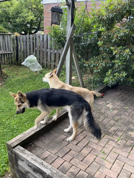 庭にいるワンコ兄弟