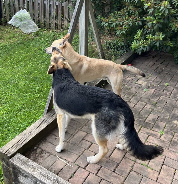 庭にいるワンコ兄弟