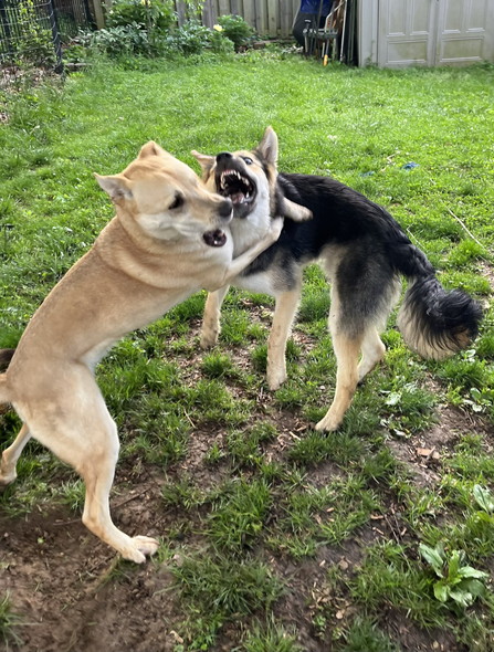 庭にいるワンコ兄弟