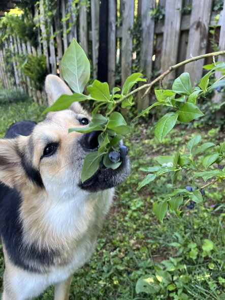 ブルーベリーの匂いをかぐワンコ