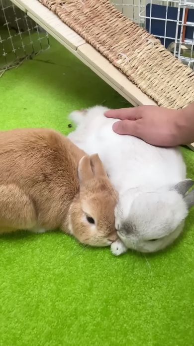 くっついてくつろぐ2匹のネザーランドドワーフ