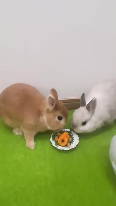 誕生祝の桃と人参を食べるネザーランドドワーフ