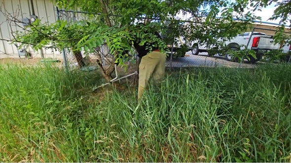 芝生管理　ビフォーアフター