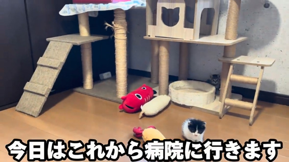 保護 子猫 三姉妹 動物病院 診断結果 予想外 性別 体重 同じ