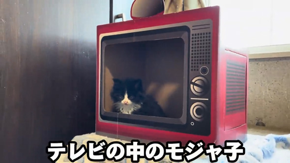 保護子猫