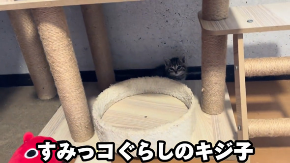 保護 子猫 三姉妹 動物病院 診断結果 予想外 性別 体重 同じ