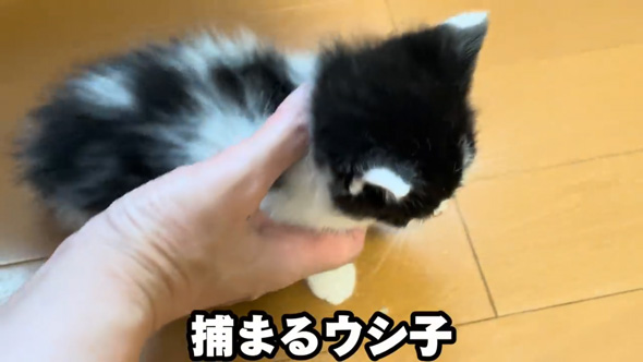 保護 子猫 三姉妹 動物病院 診断結果 予想外 性別 体重 同じ