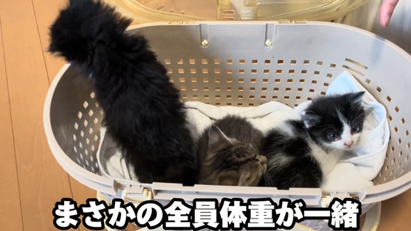 保護 子猫 三姉妹 動物病院 診断結果 予想外 性別 体重 同じ