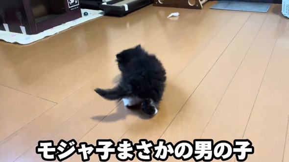 保護 子猫 三姉妹 動物病院 診断結果 予想外 性別 体重 同じ