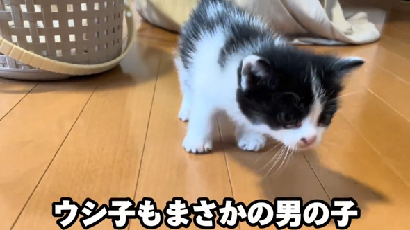 保護 子猫 三姉妹 動物病院 診断結果 予想外 性別 体重 同じ