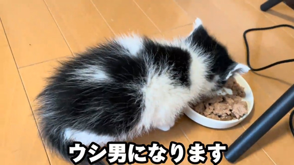 保護 子猫 三姉妹 動物病院 診断結果 予想外 性別 体重 同じ