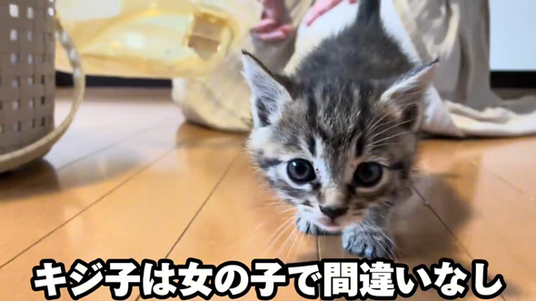 保護 子猫 三姉妹 動物病院 診断結果 予想外 性別 体重 同じ