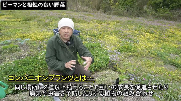 コンパニオンプランツについて説明