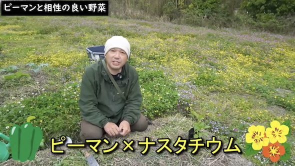 ナスタチウムの説明
