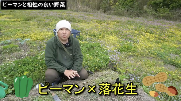 落花生の説明