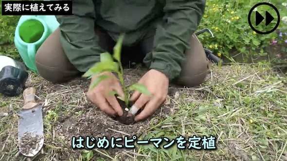 ピーマンを植える