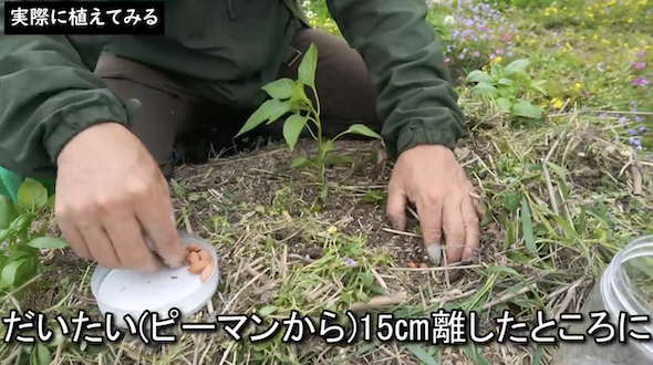 落花生を植える位置