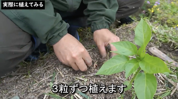 3粒植える
