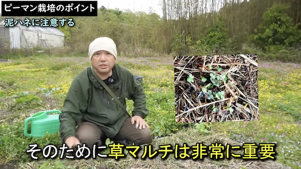 草マルチは重要