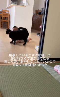 赤ちゃんをあやす猫ちゃん