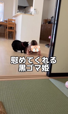 赤ちゃんをあやす猫ちゃん