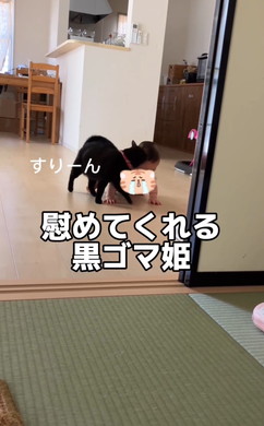 赤ちゃんをあやす猫ちゃん