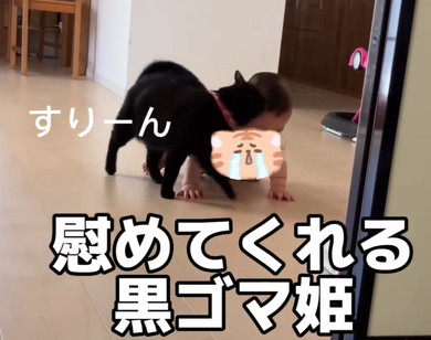 赤ちゃんをあやす猫ちゃん