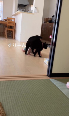 赤ちゃんをあやす猫ちゃん
