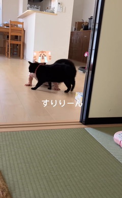 赤ちゃんをあやす猫ちゃん