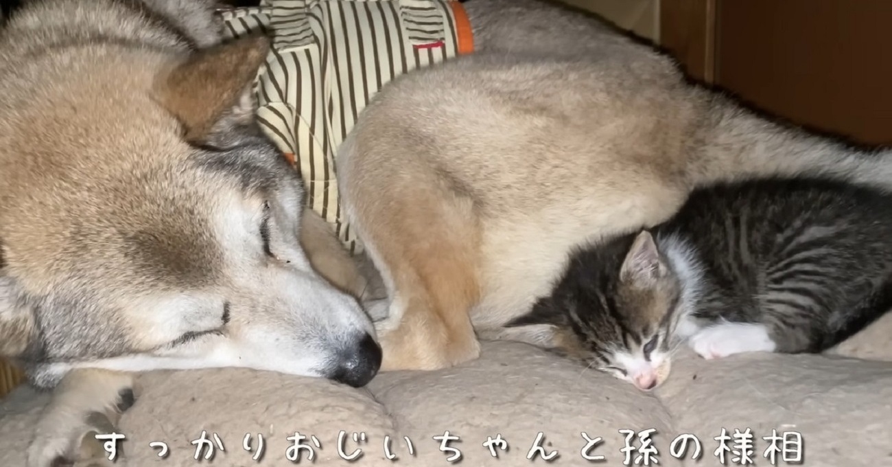 屋根裏で保護した子猫が、心優しき元野犬と出会い1年後……　強い絆で結ばれた家族のお別れに「涙が止まりませんでした」「いつまでもみんな忘れません」（1/2） | 犬 ねとらぼ