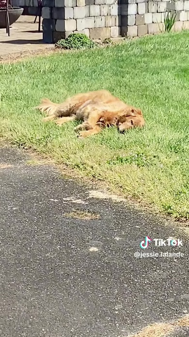 おばあちゃんの家から帰りたくないので芝生の上で寝っ転がって動こうとしないワンコ