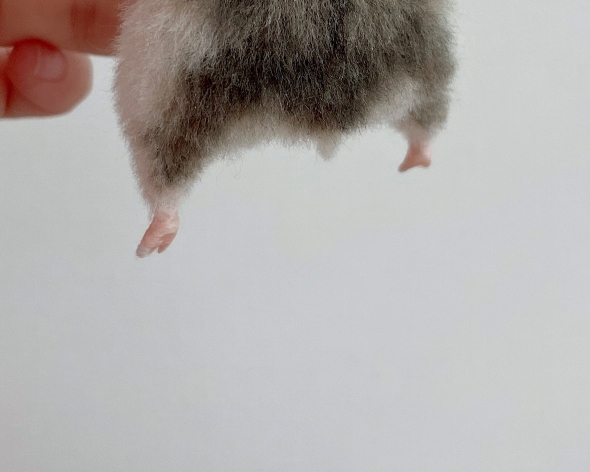 ハムスターの足