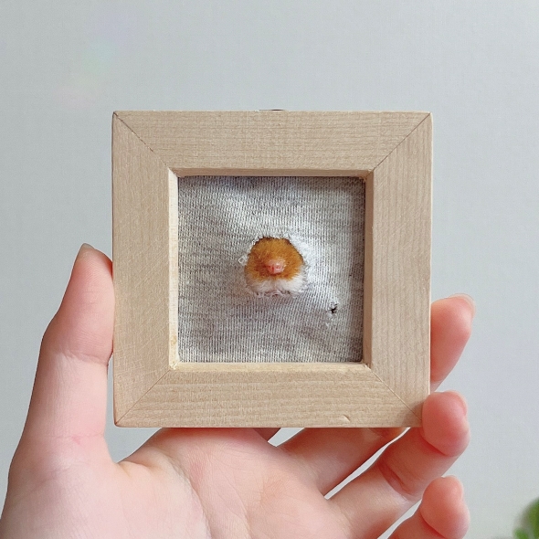 穴を開けるハムスター