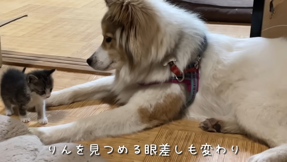 ワンコと子猫の触れ合い