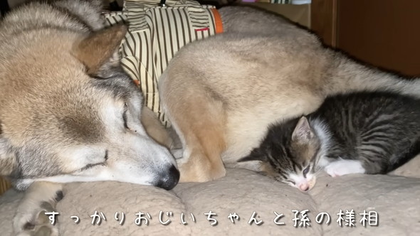 ワンコと子猫が寝ているところ