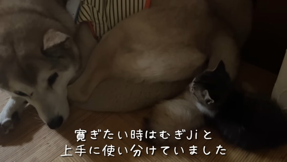 ワンコと子猫