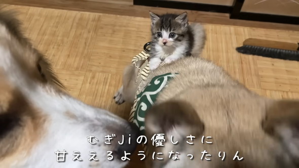 ワンコと子猫