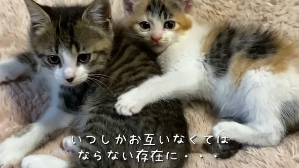 2匹の子猫