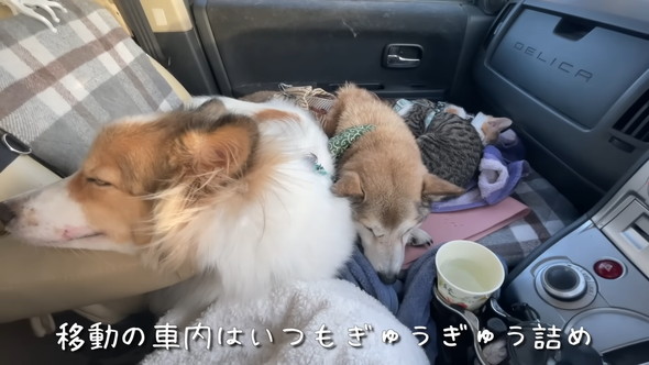 車内でぎゅうぎゅうになっているワンコと子猫