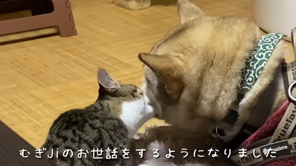 ワンコと猫ちゃん