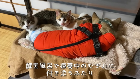 ワンコに寄り添う2匹猫ちゃん