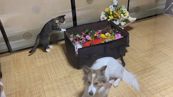 安らかに眠るワンコと様子をうかがう猫ちゃん