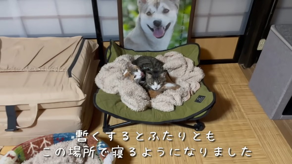 ワンコの写真の前で眠る猫ちゃん